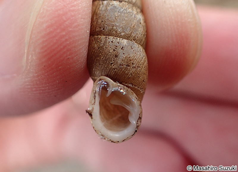 キセルガイ科の1種 Clausliidae sp.