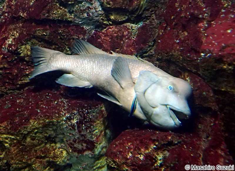 コブダイ Semicossyphus reticulatus