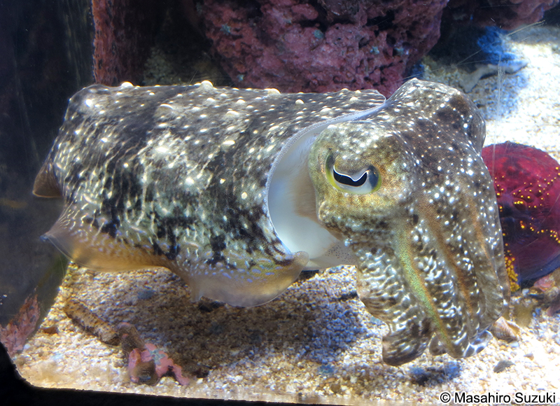 コブシメ Sepia latimanus