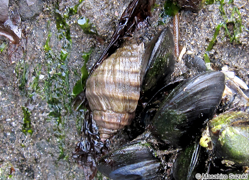コエゾバイ Buccinum polare