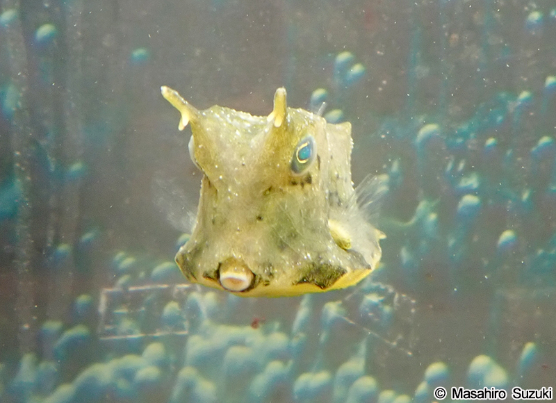コンゴウフグ Lactoria cornuta