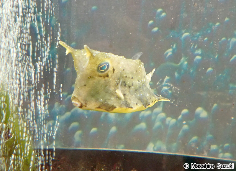 コンゴウフグ Lactoria cornuta