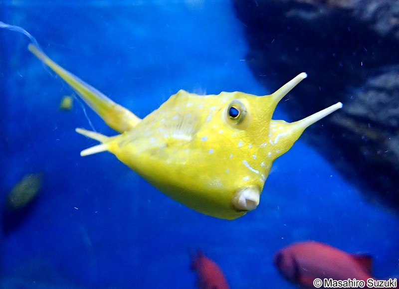 コンゴウフグ Lactoria cornuta