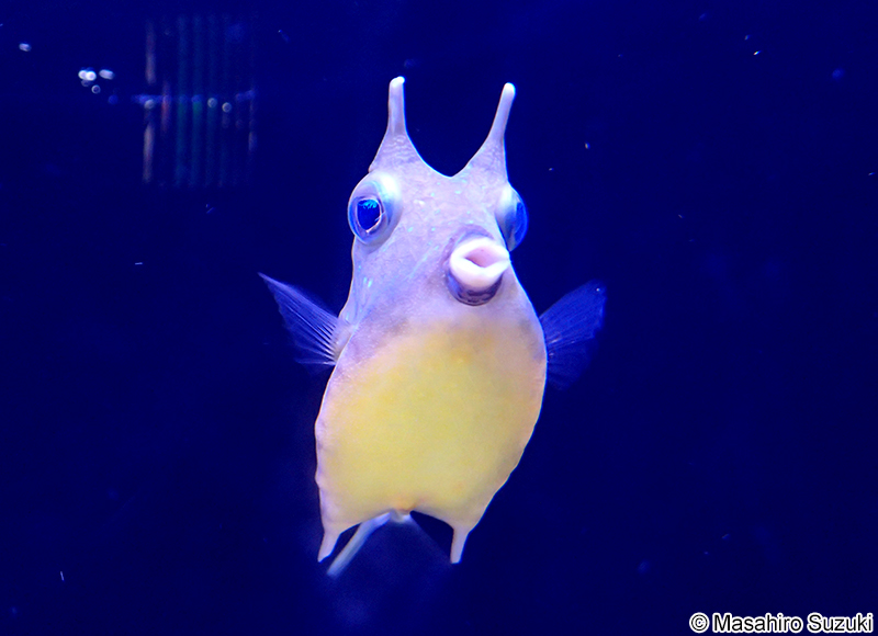 コンゴウフグ Lactoria cornuta