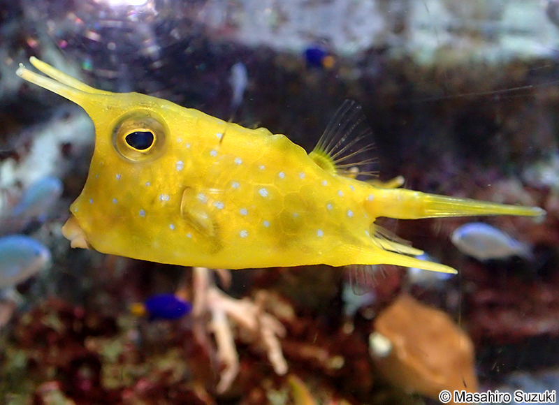 コンゴウフグ Lactoria cornuta