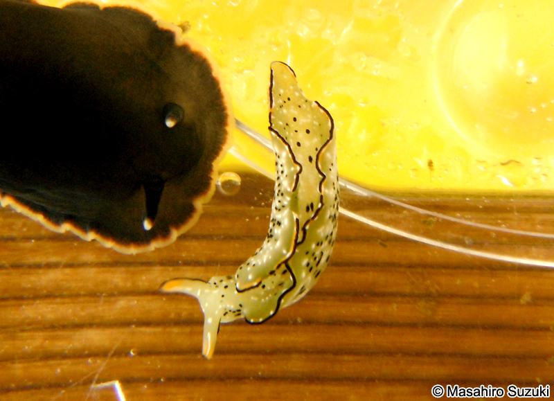 コノハミドリガイ隠蔽種群の一種 Elysia marginata-grandifolia complex sp.