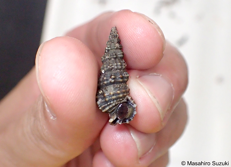 コベルトカニモリ Cerithium dialeucum