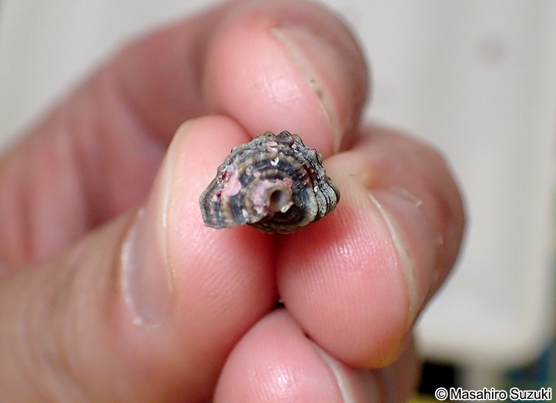 コベルトカニモリ Cerithium dialeucum