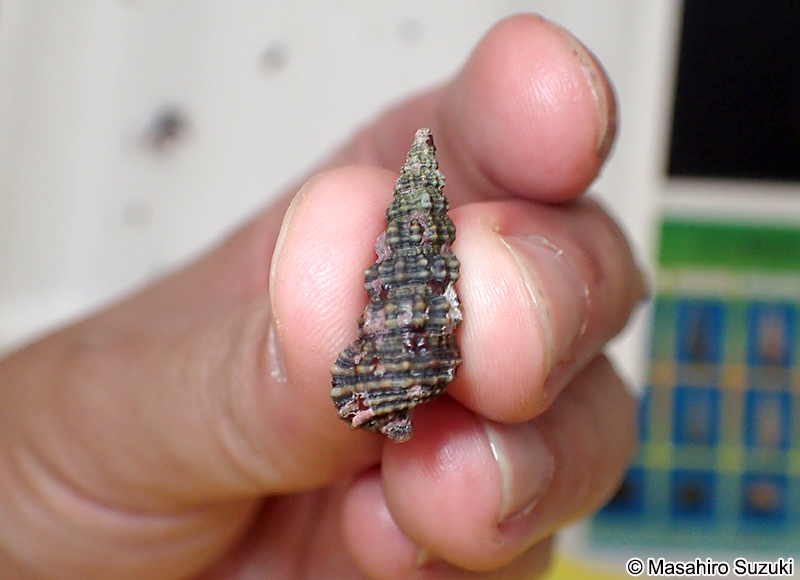 コベルトカニモリ Cerithium dialeucum