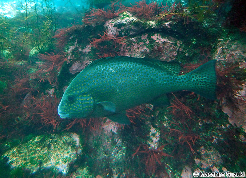 コロダイ Diagramma pictum