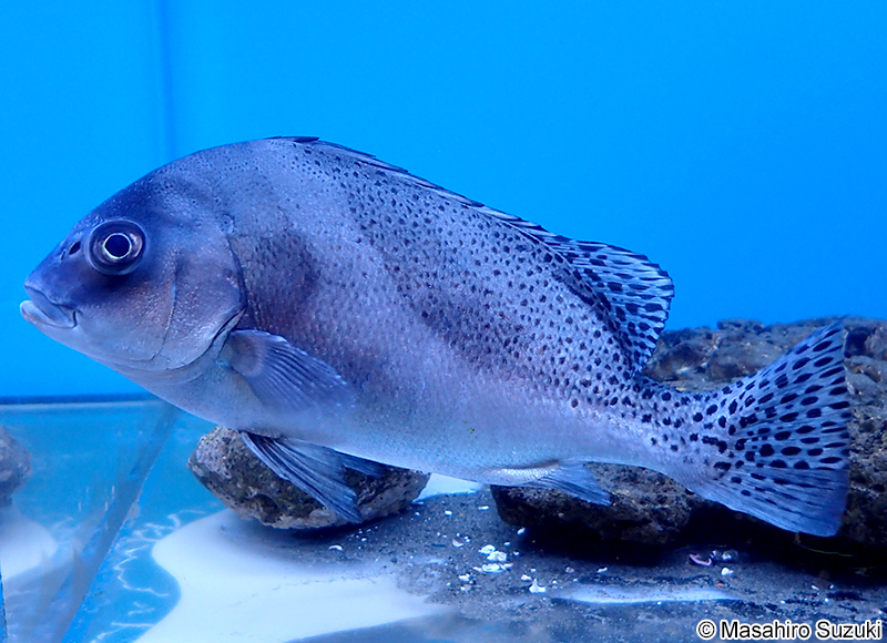 コショウダイ Plectorhinchus cinctus