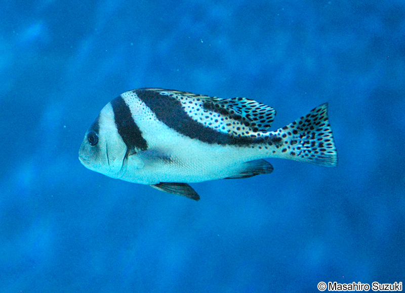 コショウダイ Plectorhinchus cinctus