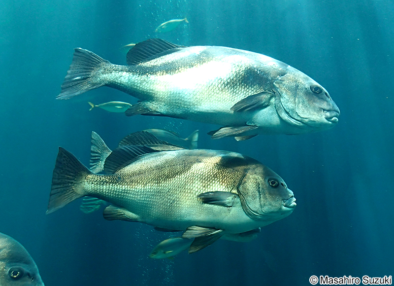 コショウダイ Plectorhinchus cinctus