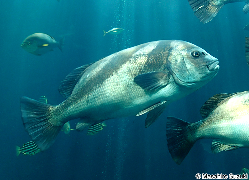 コショウダイ Plectorhinchus cinctus