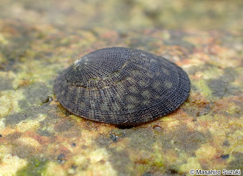 コウダカアオガイ Nipponacmea concinna