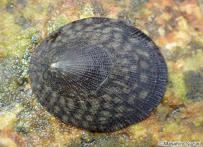 コウダカアオガイ Nipponacmea concinna