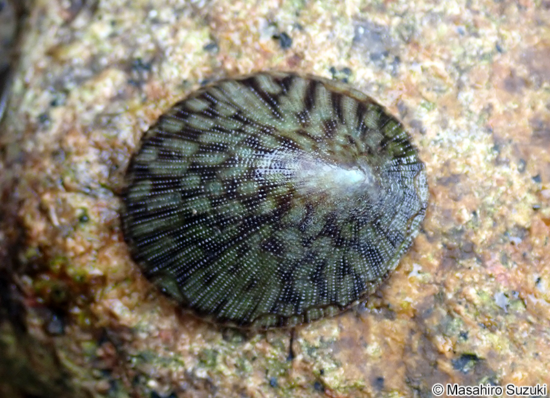 コウダカアオガイ Nipponacmea concinna