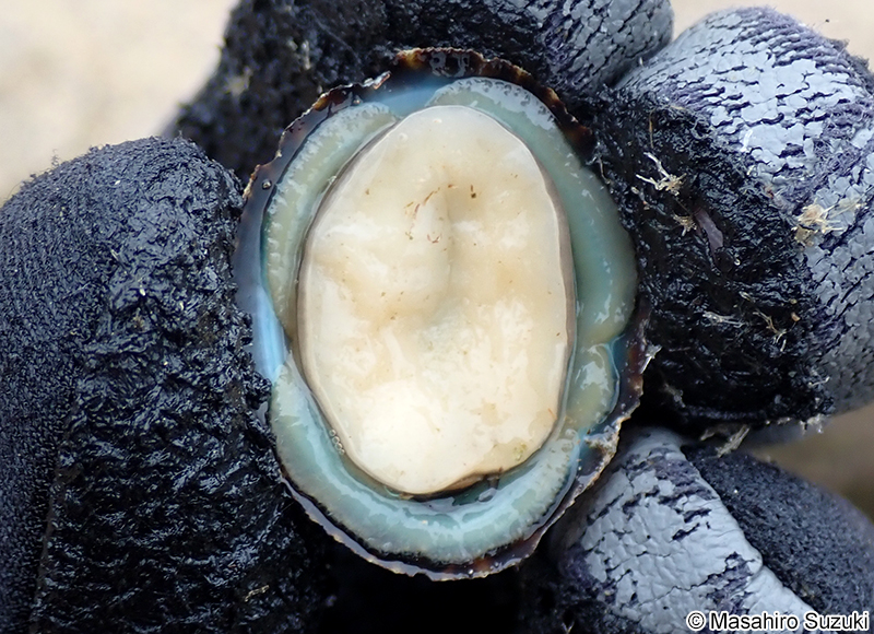 コウダカアオガイ Nipponacmea concinna