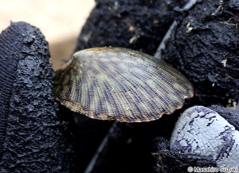 コウダカアオガイ Nipponacmea concinna