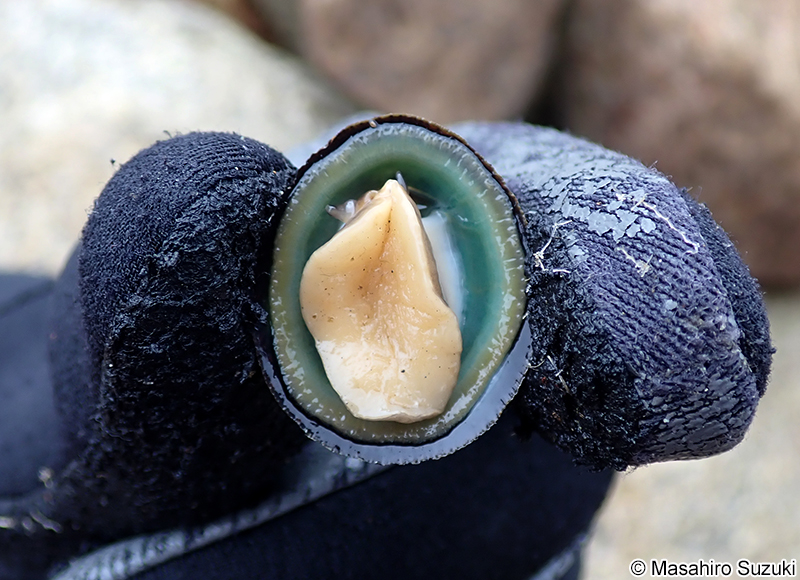 コウダカアオガイ Nipponacmea concinna