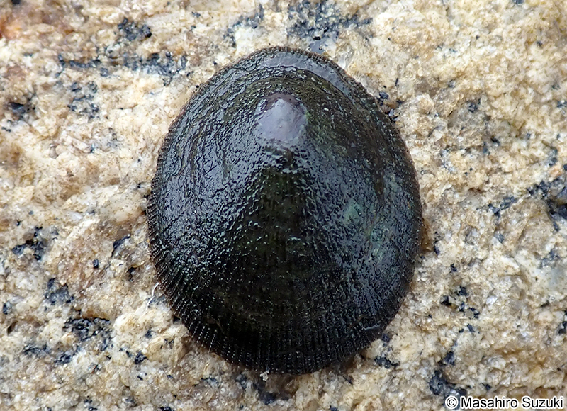 コウダカアオガイ Nipponacmea concinna