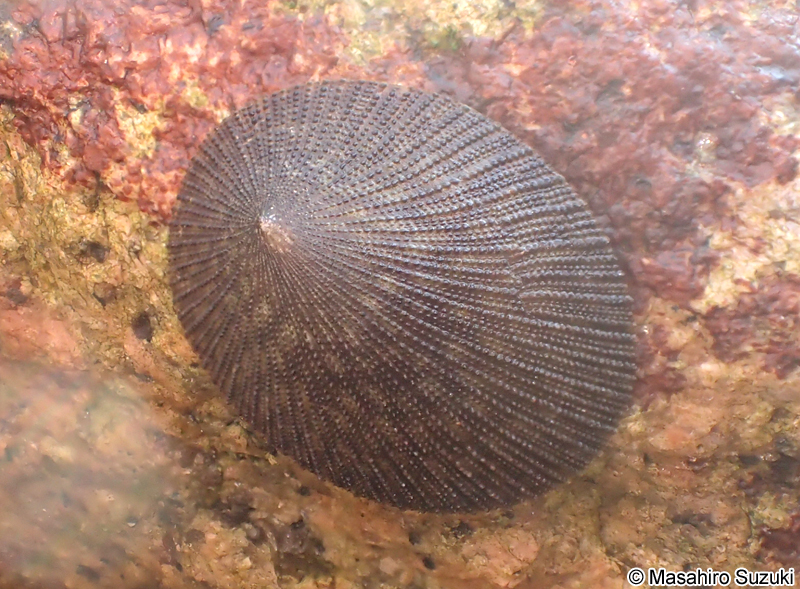 コウダカアオガイ Nipponacmea concinna