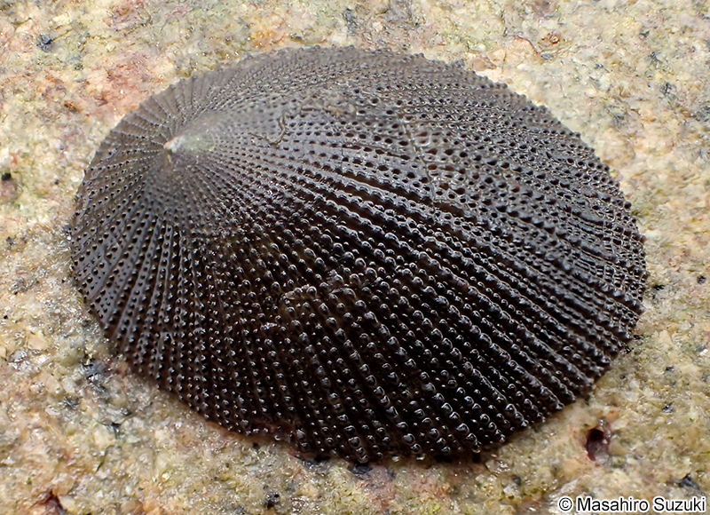 コウダカアオガイ Nipponacmea concinna