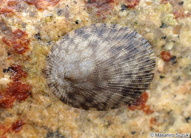 コウダカアオガイ Nipponacmea concinna