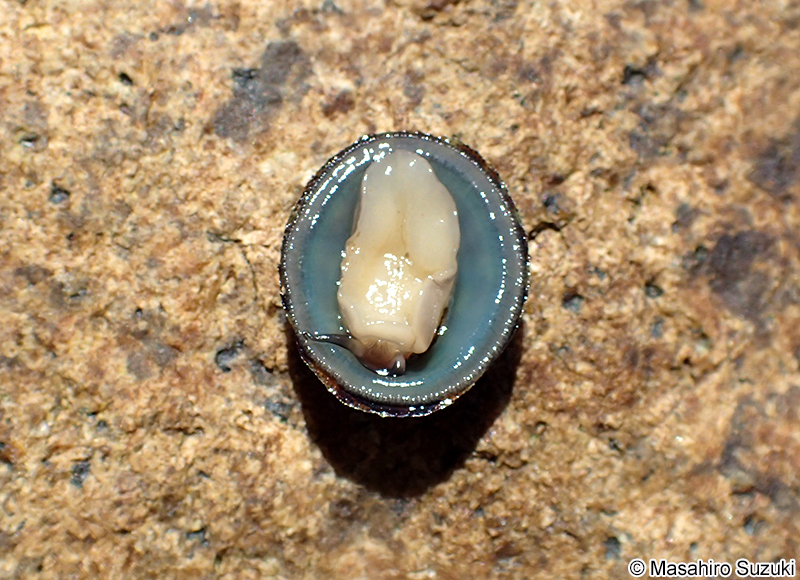 コウダカアオガイ Nipponacmea concinna
