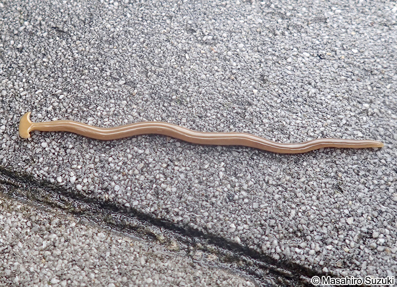 コウガイビル Bipalium