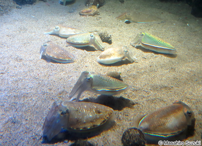 コウイカ Sepia esculenta