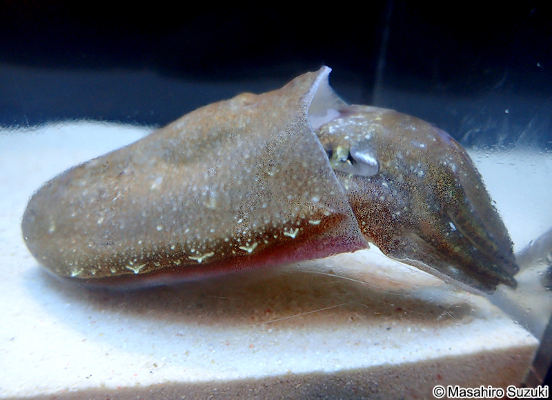コウイカ Sepia esculenta