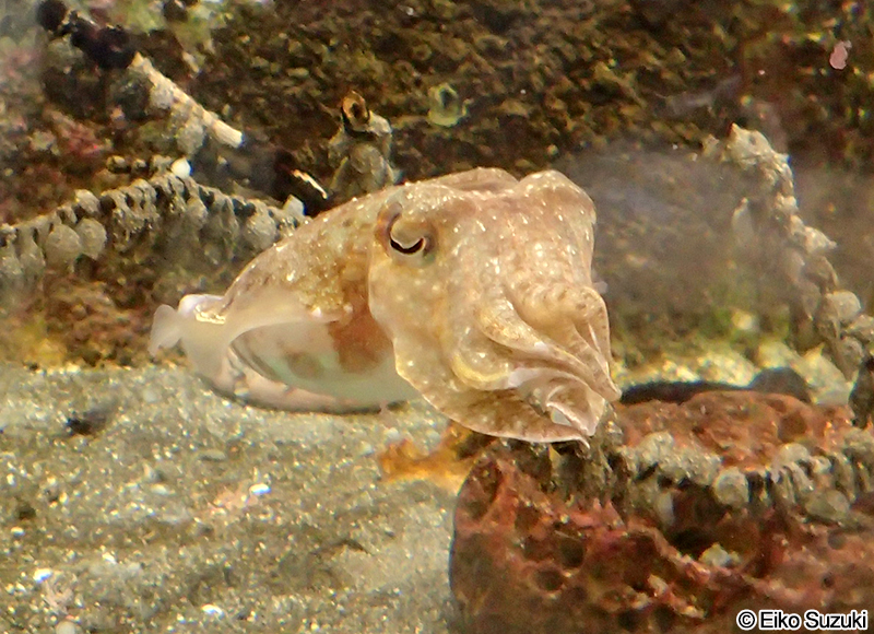 コウイカ Sepia esculenta