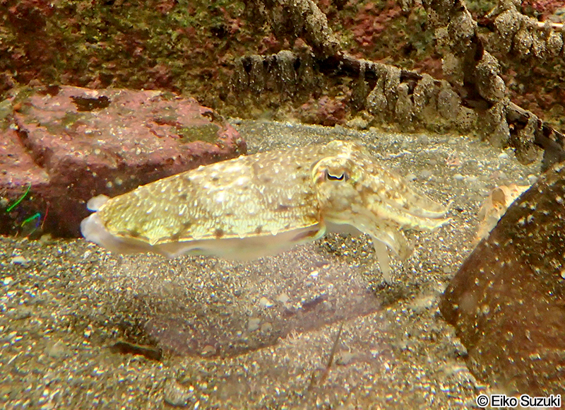 コウイカ Sepia esculenta