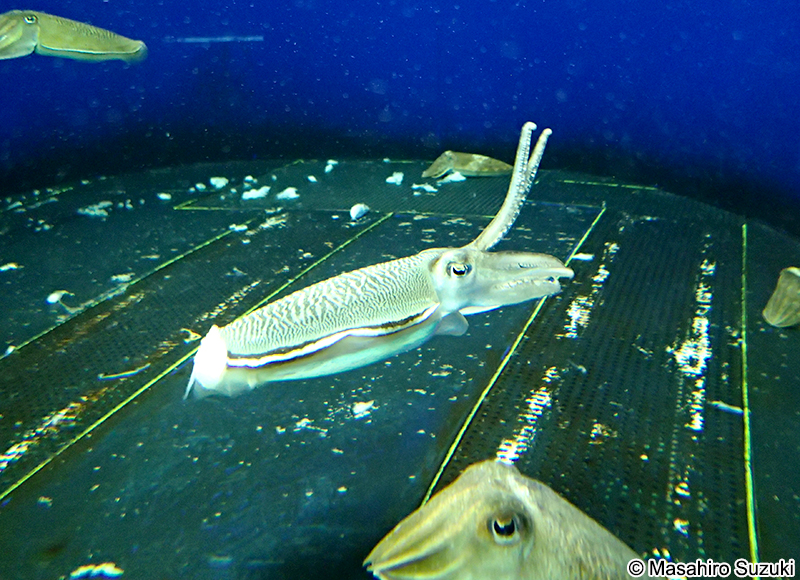 コウイカ Sepia esculenta