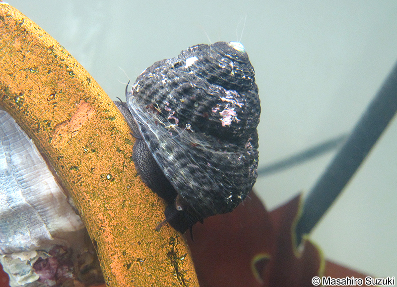 クボガイ Tegula rugata