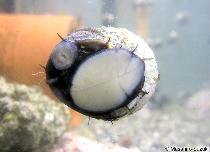 クボガイ Tegula rugata