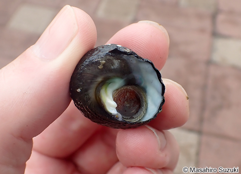 クボガイ Tegula rugata