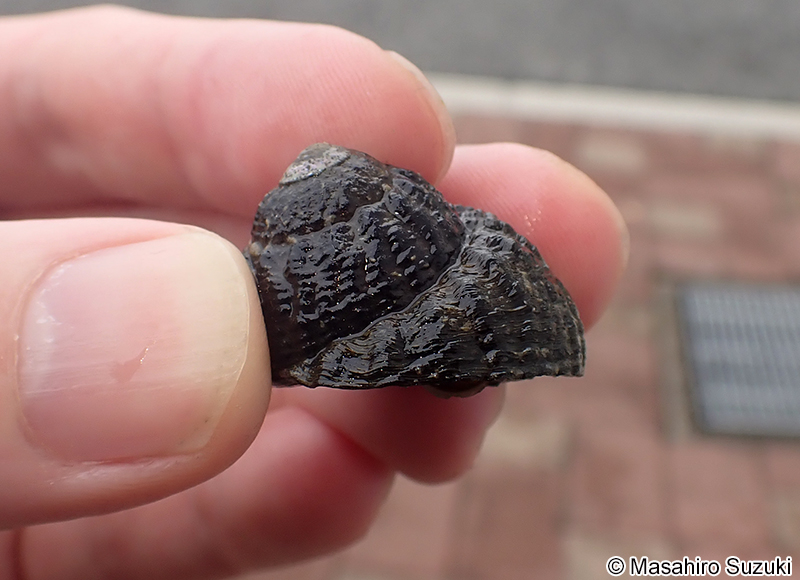 クボガイ Tegula rugata