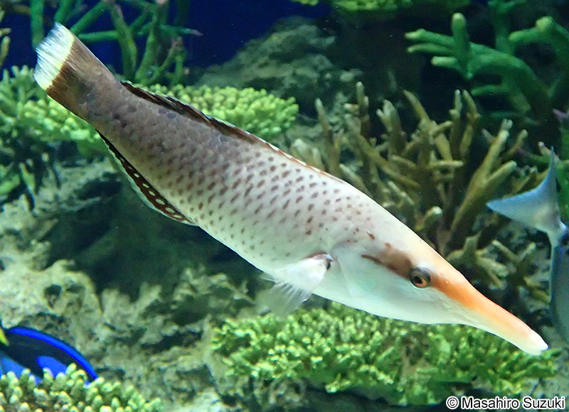 クギベラ Gomphosus varius