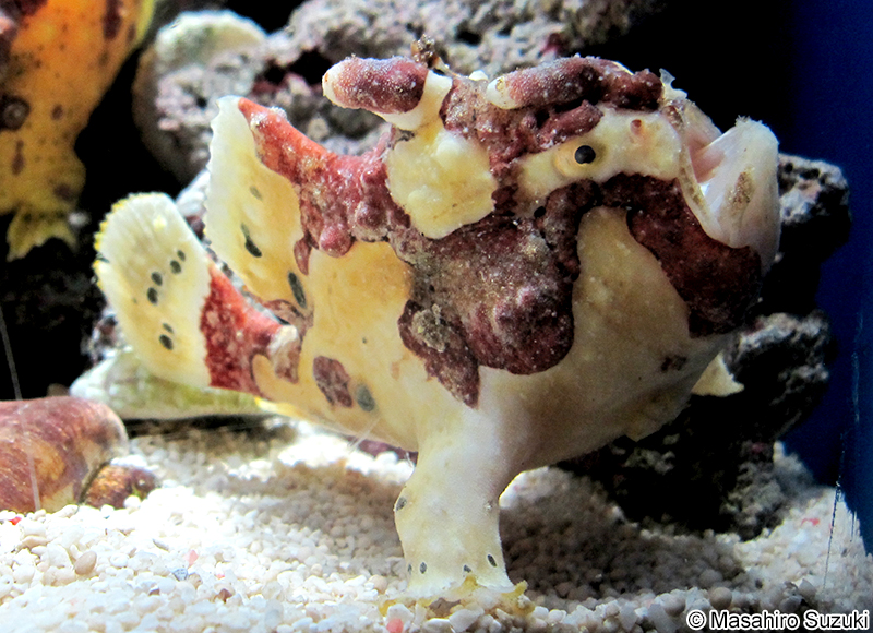 クマドリカエルアンコウ Antennarius maculatus