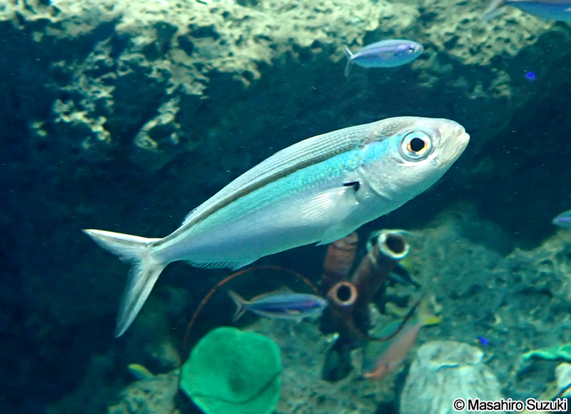 クマササハナムロ Pterocaesio tile
