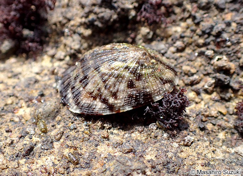 クモリアオガイ Nipponacmea nigrans