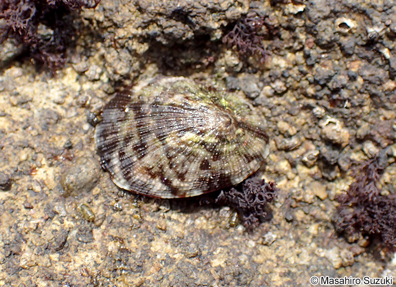 クモリアオガイ Nipponacmea nigrans