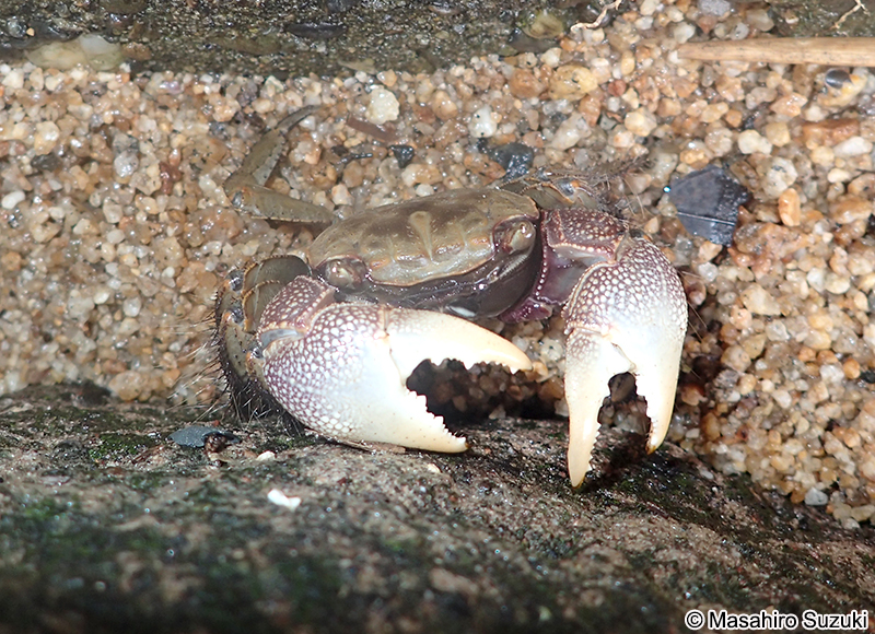 クロベンケイガニ Chiromantes dehaani