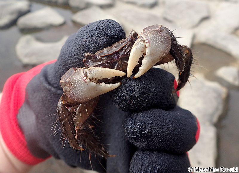 クロベンケイガニ Chiromantes dehaani
