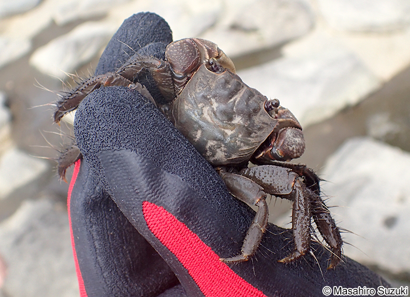 クロベンケイガニ Chiromantes dehaani