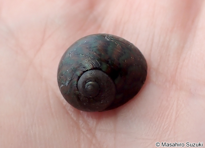 クロヅケガイ Monodonta neritoides