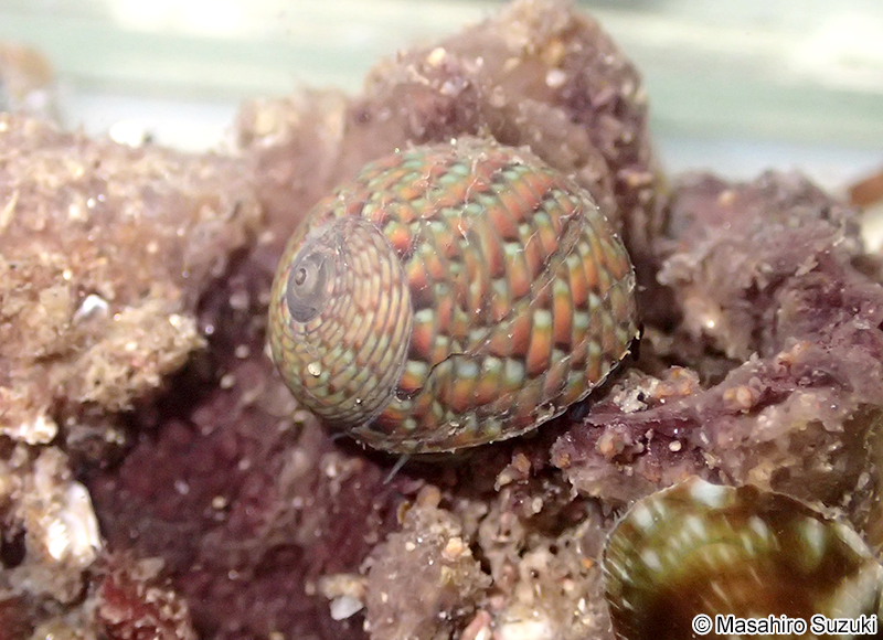 クロヅケガイ Monodonta neritoides