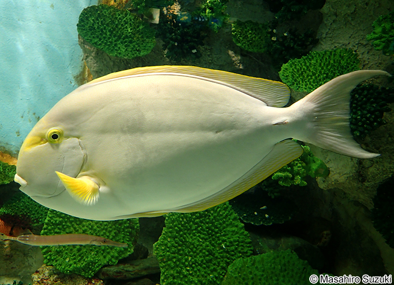 クロハギ Acanthurus xanthopterus